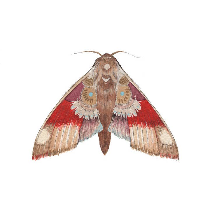 Polanshek of the Hills - Wholesale Art Print - Moth 5 Print - Collector