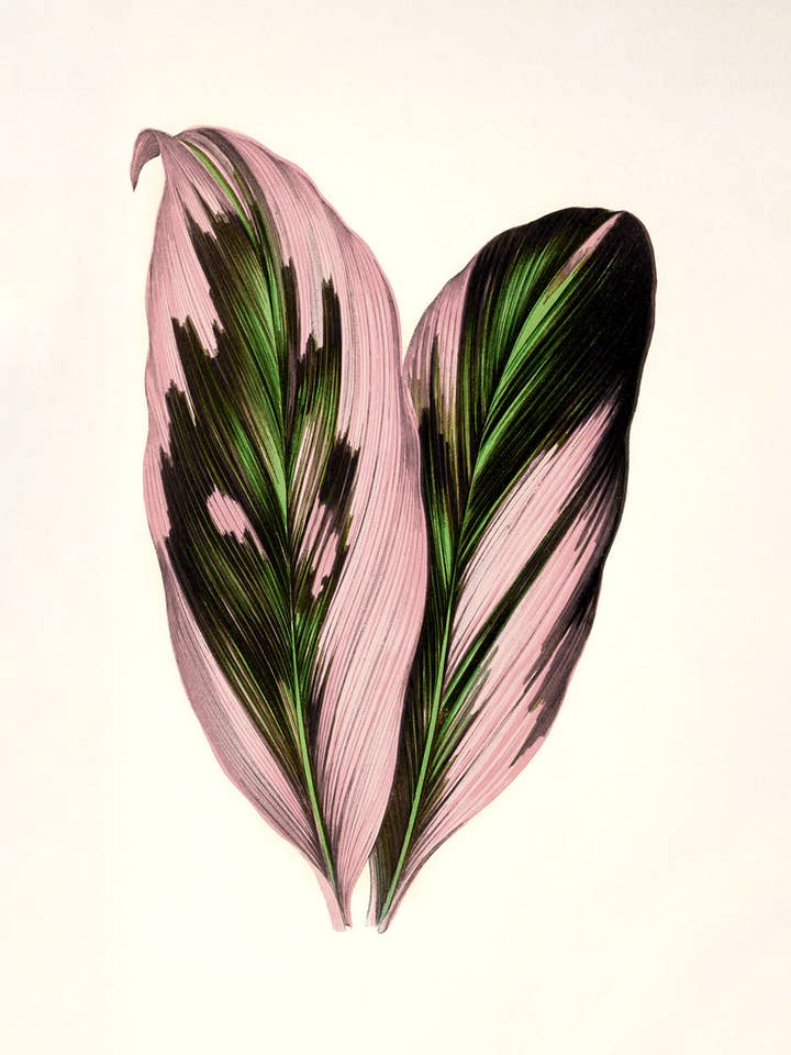 Botanical Leaf #4 for wholesale by Capricorn Press