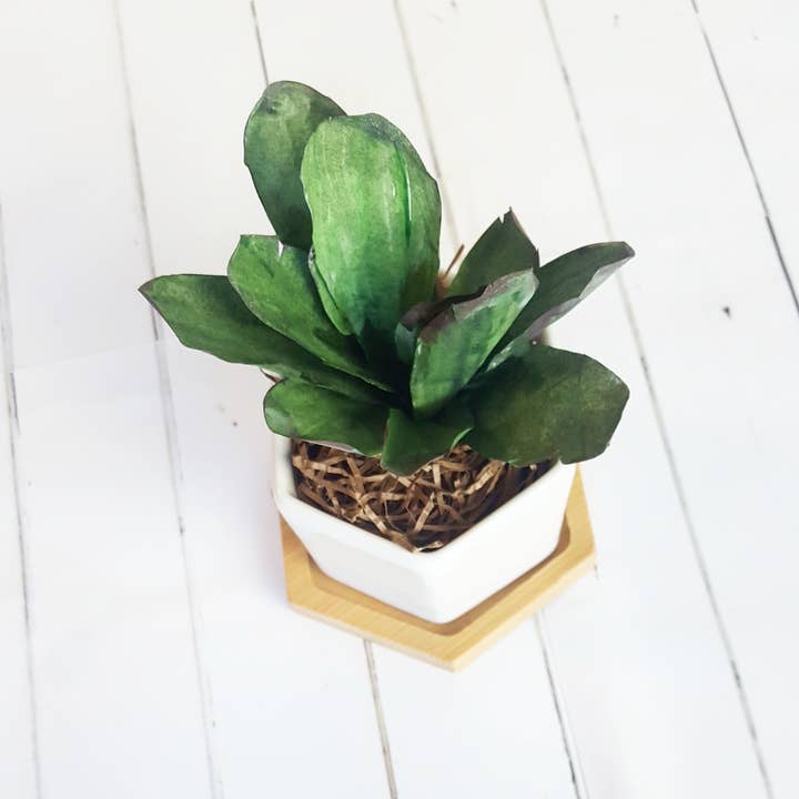 Beautiful Things By Bec – wholesale Succulent – Paper kalanchoe tomentosa Succulent set of 6