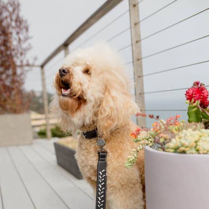 Black and White Digby Large Amour Bones Leash for wholesale by Bone Vivant
