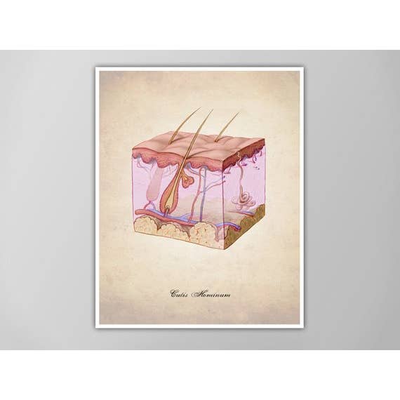 8” x 10” Skin Human Anatomy Art Print for wholesale by The National Anthem