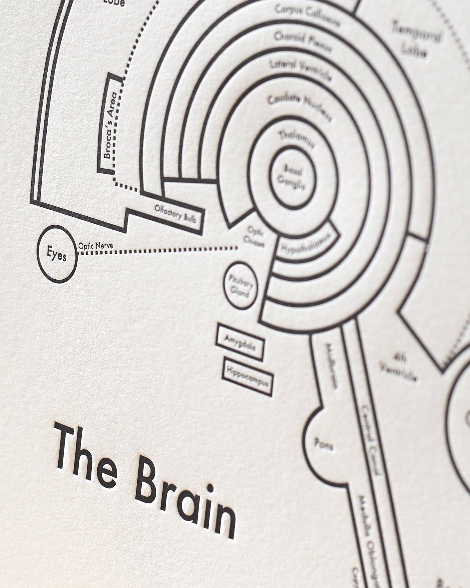 Archie's Press - Wholesale Art Print - 8'' x 8'' The Brain Print1