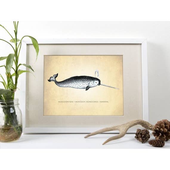 8” x 10” Narwhal Art Print for wholesale by The National Anthem