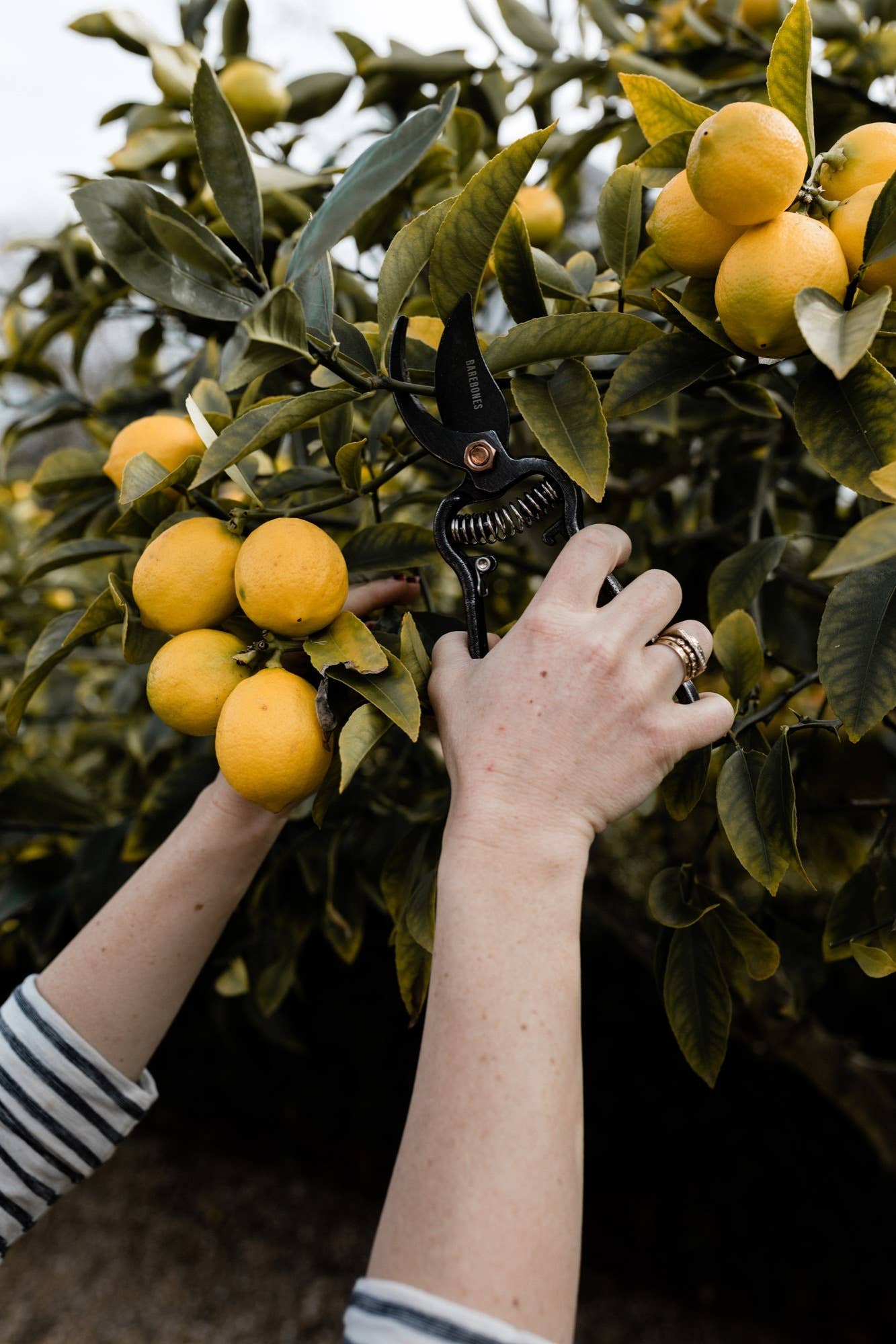 Barebones - Wholesale Garden Tool - Pruner with Sheath - Premium Gardening Tool3