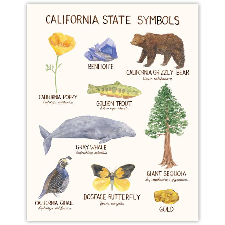 California State Symbols - 11” x 14” Watercolor Art Print for wholesale by Yardia