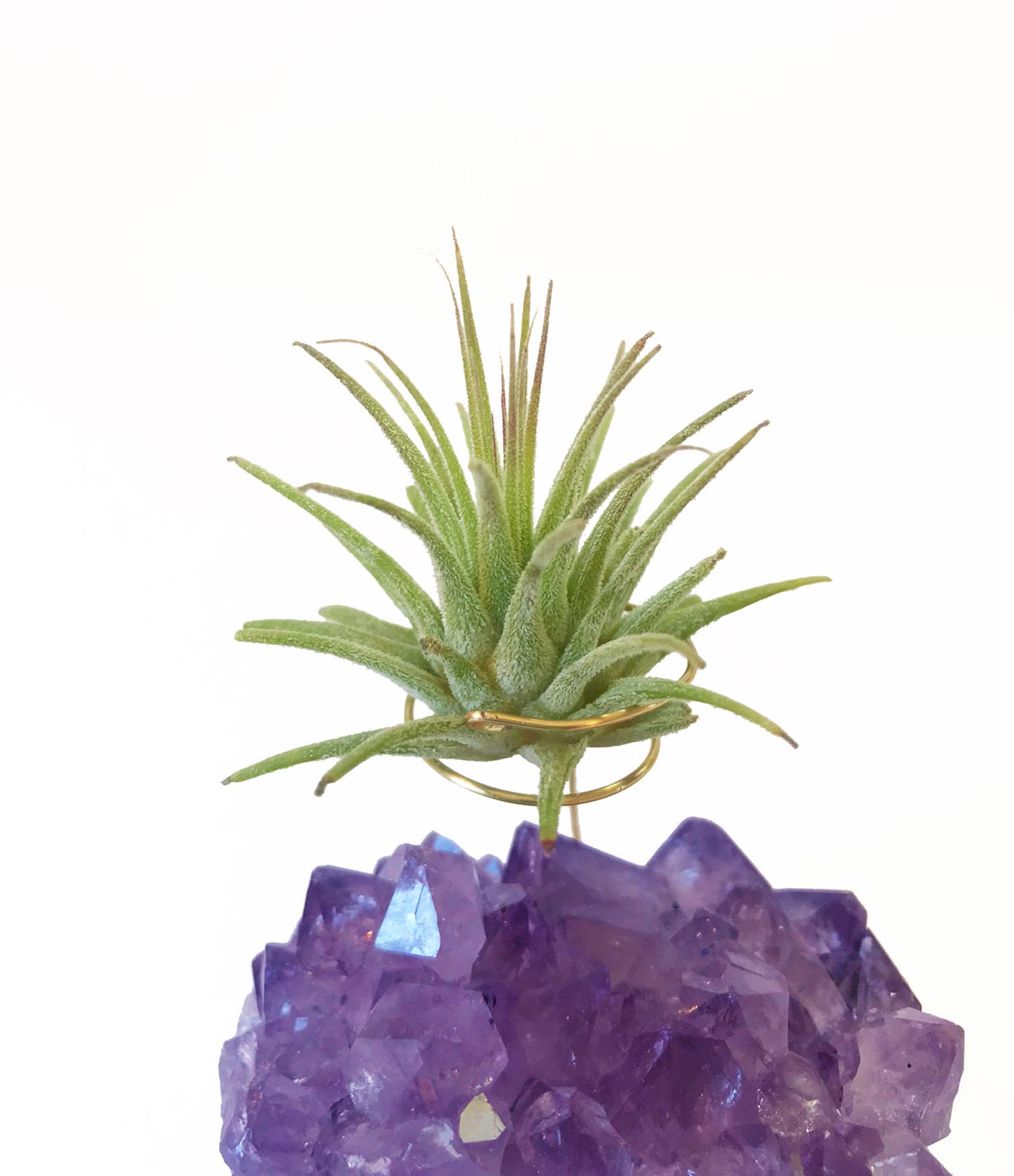 Rock n' Air - Wholesale Live Plant - Medium Air Plant (Tillandsia Ionantha) for Crystal Planter4