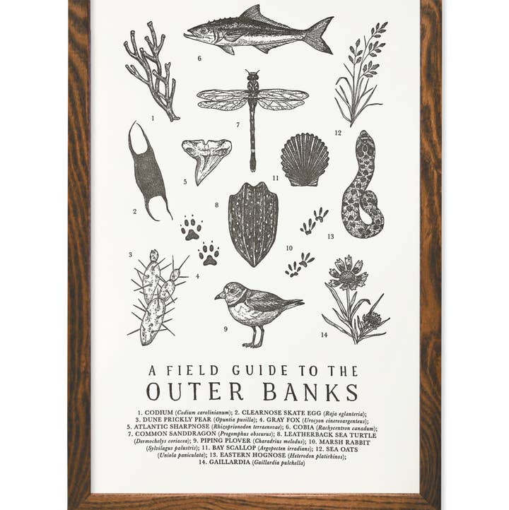 The Wild Wander - Wholesale Art Print - Outer Banks Field Guide0