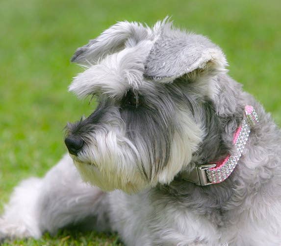 Sophisticated Pup - Wholesale Pet Collar - Dog - Rose Bling Dog Collar XSmall1