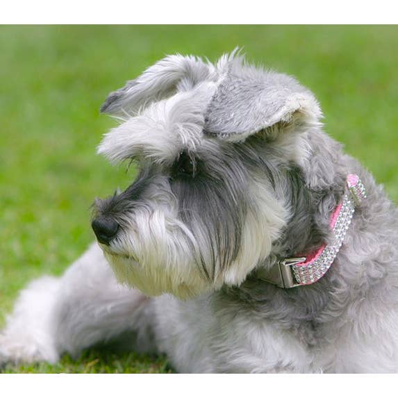 Sophisticated Pup - Wholesale Pet Collar - Dog - Rose Bling Dog Collar XSmall1