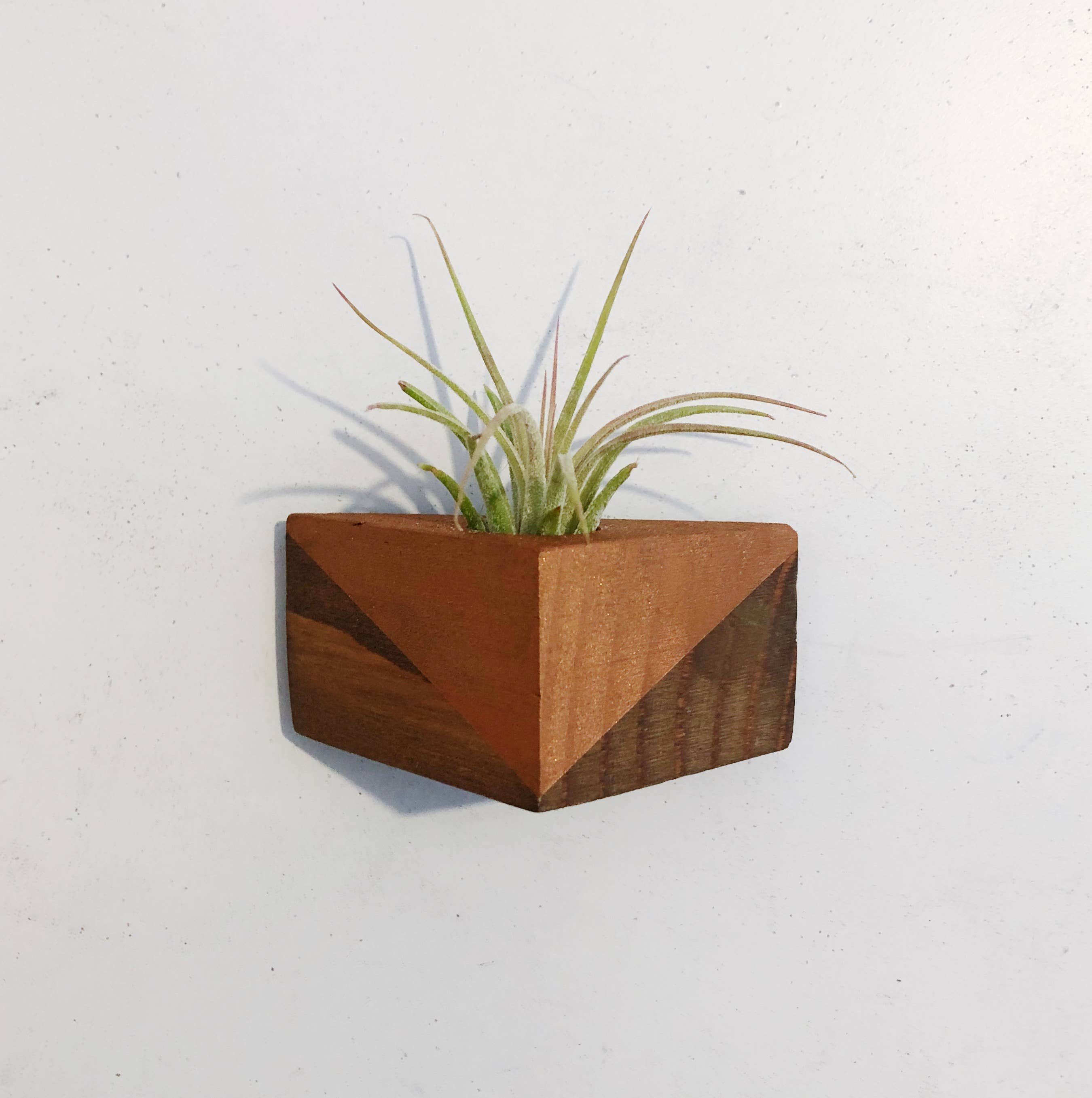 Goodsmith - Wholesale Live Plant - Triangle Air Plant Magnets (PLANT INCLUDED)1