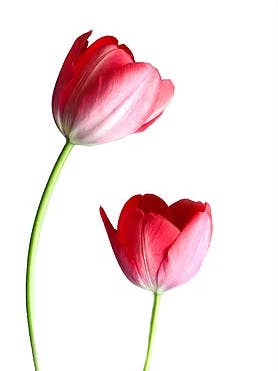 Tulips for wholesale by CF Flower Prints