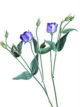 Rosa Viola per la vendita all'ingrosso da parte di CF Flower Prints