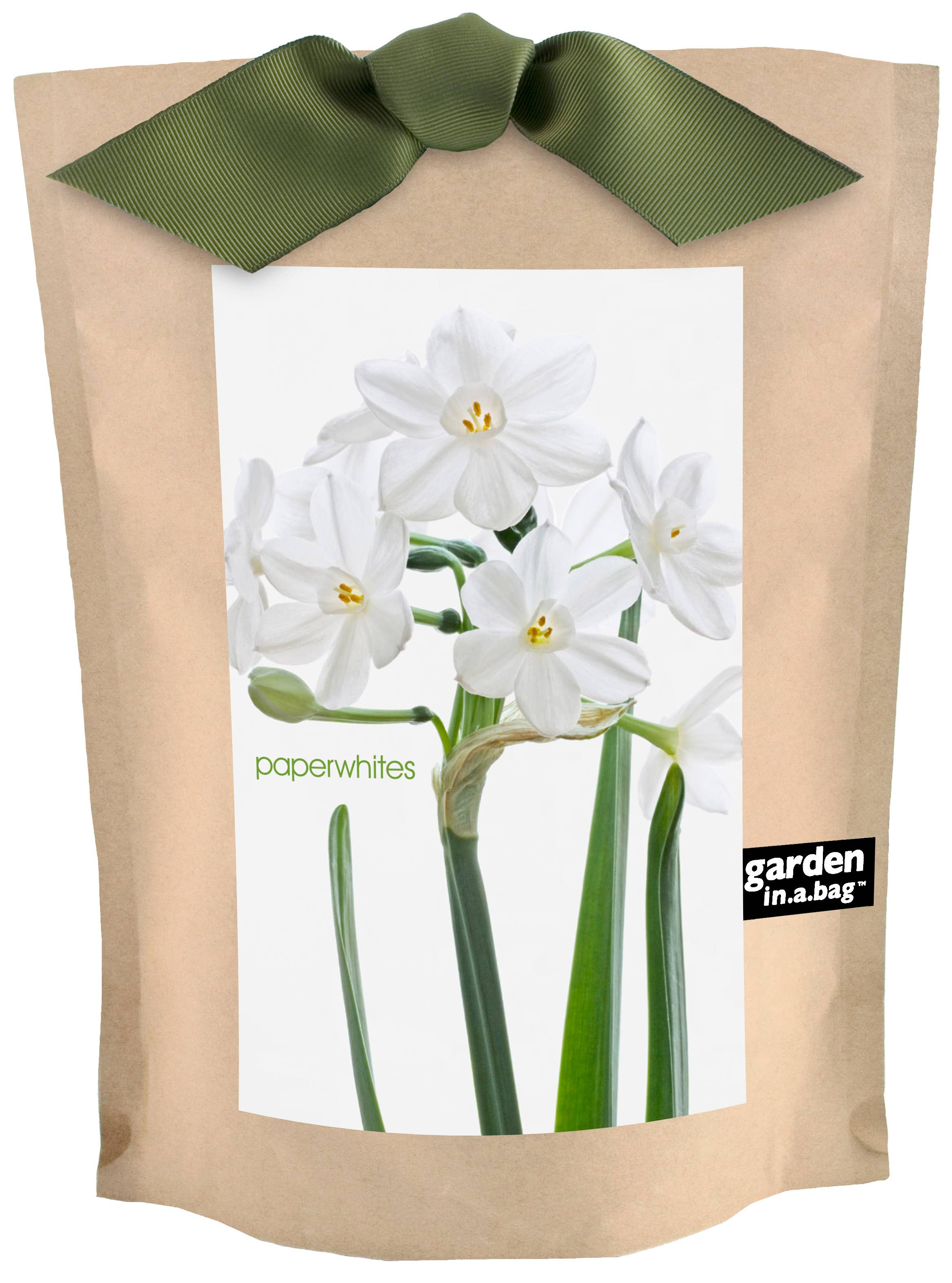 Potting Shed Creations, Ltd. - Wholesale Live Plant - Garden in a Bag Paperwhites | Fall & Christmas | Best Seller4