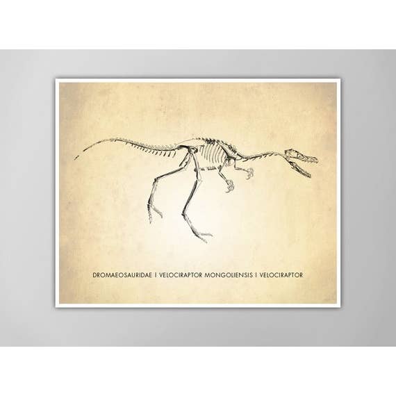 11” x 14” Velociraptor Art Print for wholesale by The National Anthem