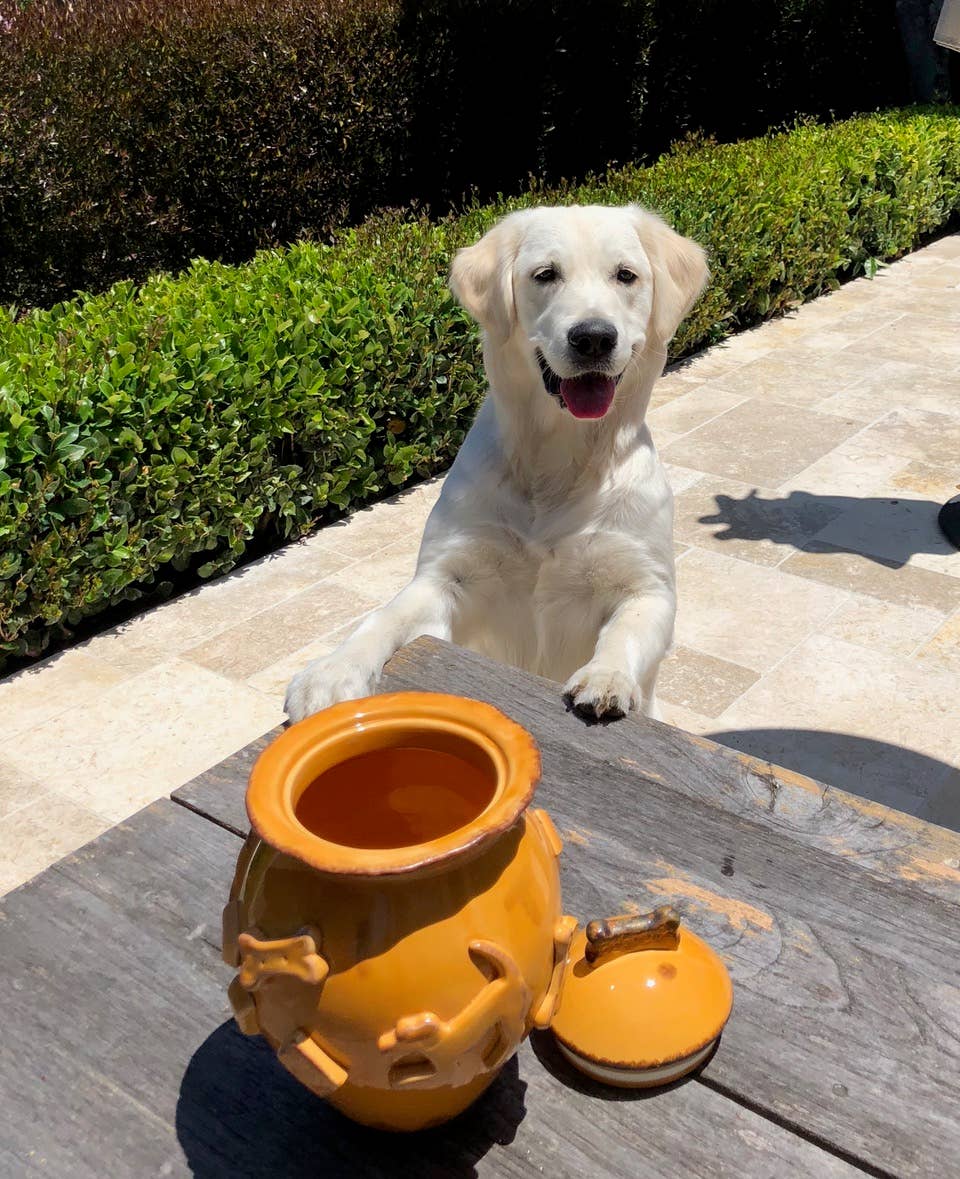 Carmel Ceramica - Vente Gamelle – chat et chien - Nourriture et bol d'eau pour chien - Petit caramel4