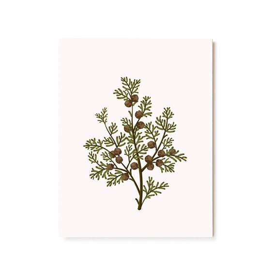 Clap Clap - Wholesale Everyday Greeting Card - Botanical Scented Card - Hinoki2