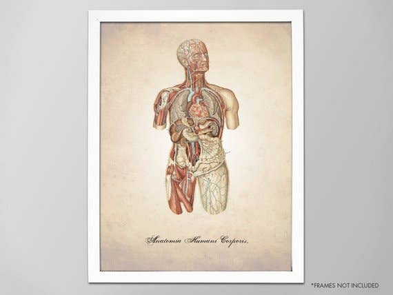 The National Anthem - Wholesale Art Print - 5” x 7” Body Human Anatomy Art Print1
