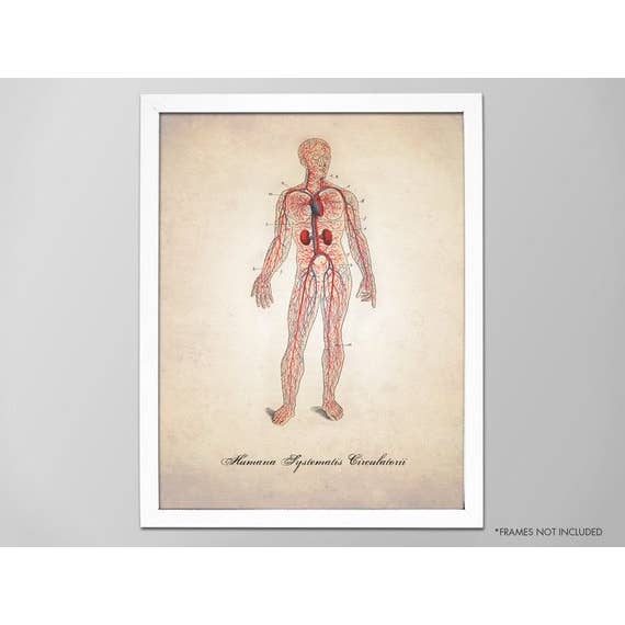 8” x 10” Circulatory System Art Print for wholesale by The National Anthem