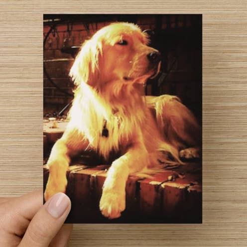 'The Golden Boy' : Magnet for wholesale by Sean Holloran Art