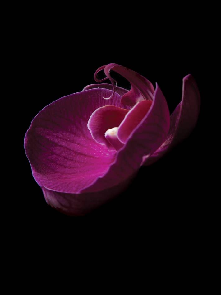Orchid Pantone wenskaart met paarse bloemen voor wholesale door Talfoto Studio