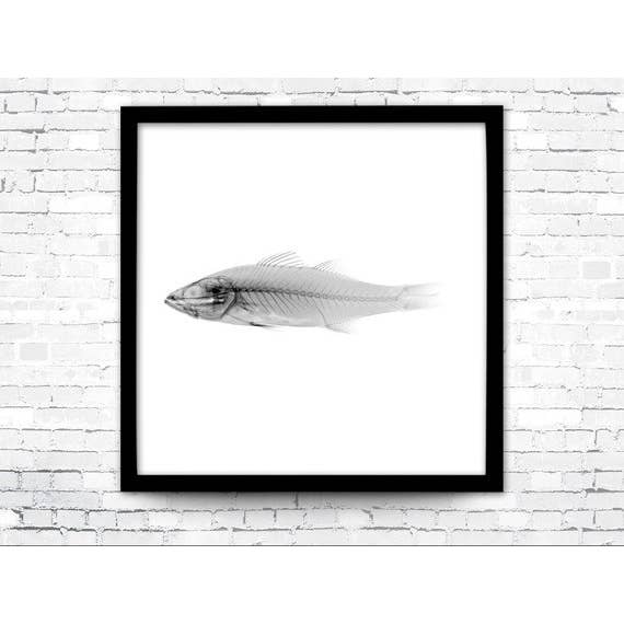 12” x 12” Nautical X-Ray Art Print No. 9 for wholesale by The National Anthem