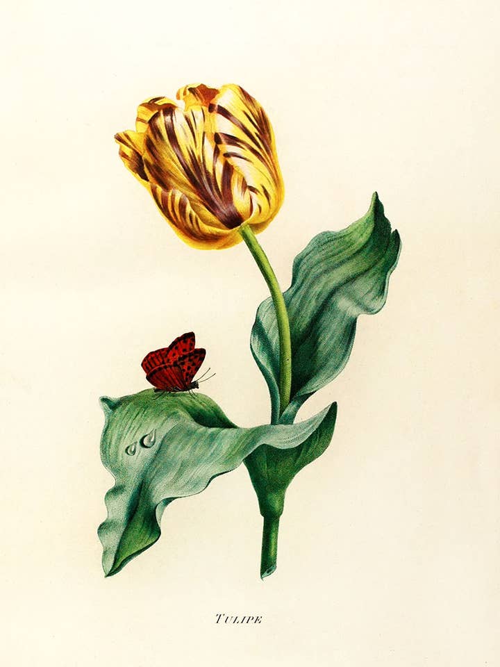 Victorian Yellow Tulip for wholesale by Capricorn Press