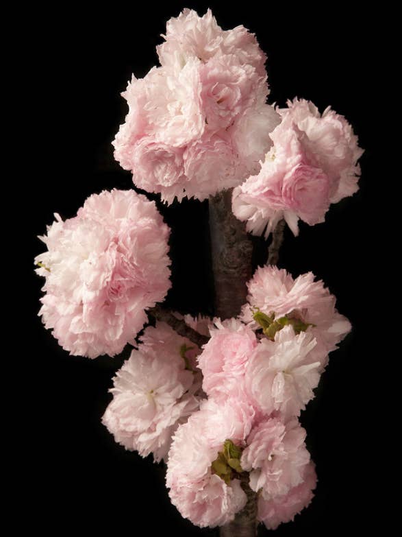 Cherry Blossom | Sakura | NEW for wholesale by Talfoto Studio