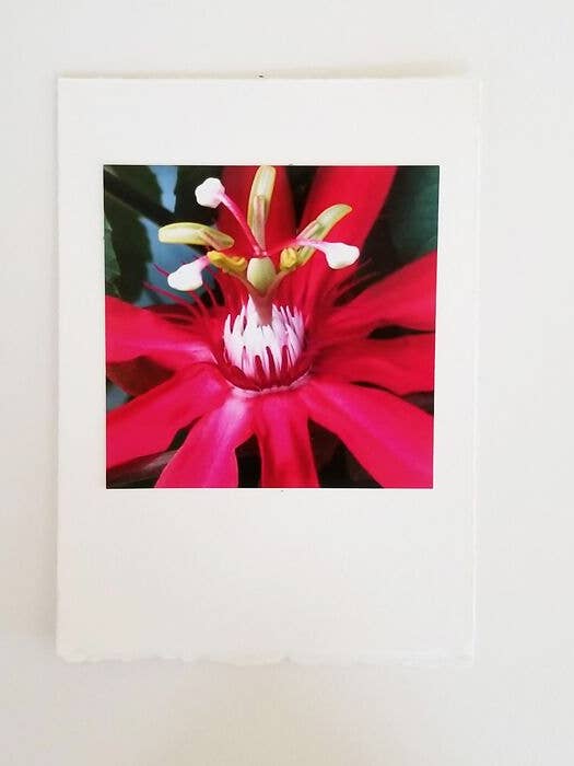 Red Passion with White Stamen Photo Card & Kraft Envelope for wholesale by Kellie Lynne Designs