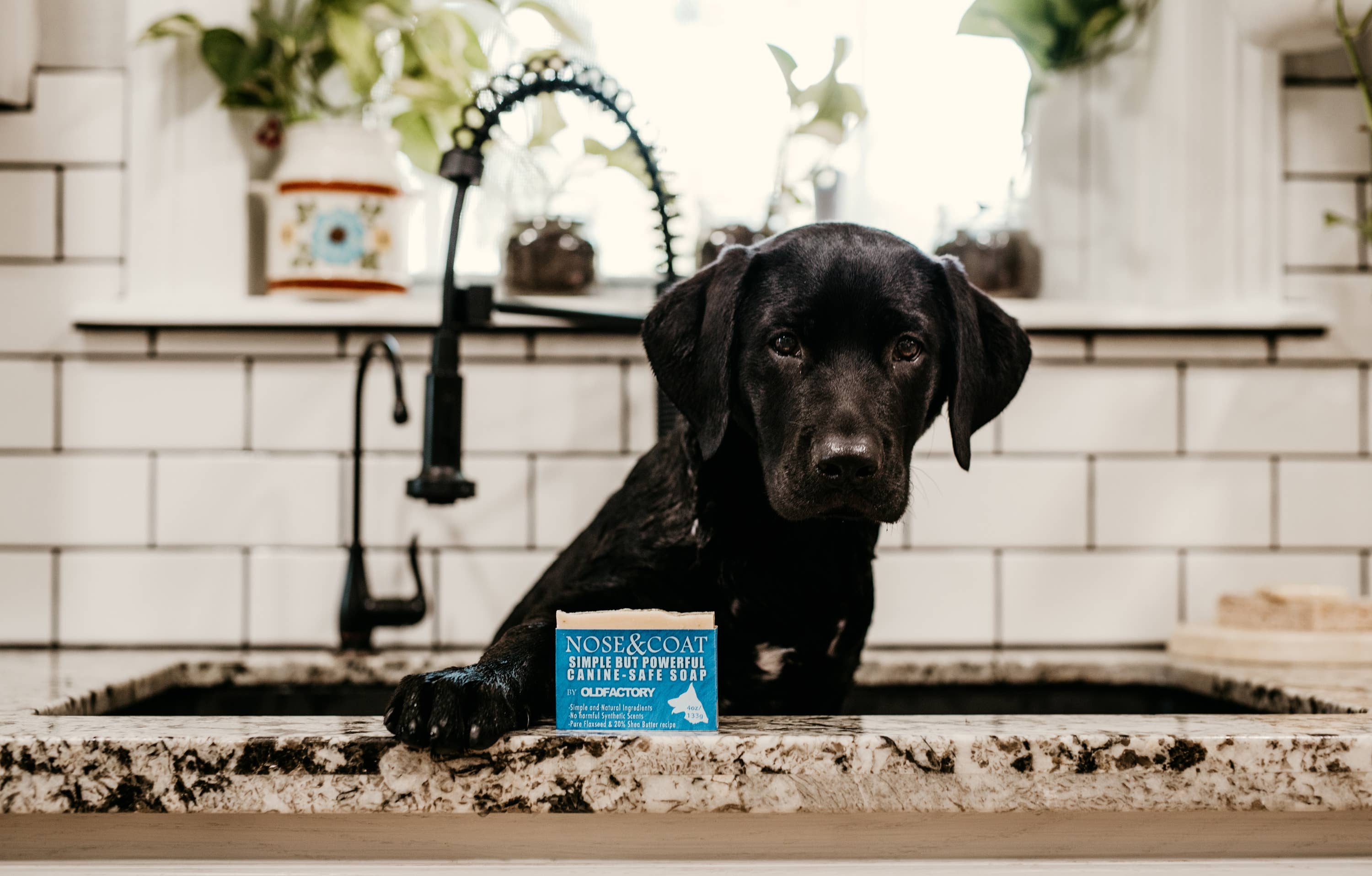 Old Factory Soap + Parousia Perfumes - Wholesale Pet Soap - Dog - Nose & Coat Natural Dog Soap 4oz Bar3