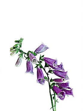 Foxglove per la vendita all'ingrosso da parte di CF Flower Prints