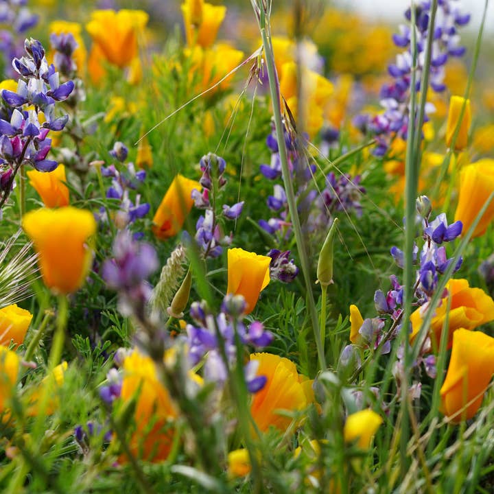 The Jonsteen Company - Wholesale Plant Seeds - Wildflower Mix | Seed Grow Kit4