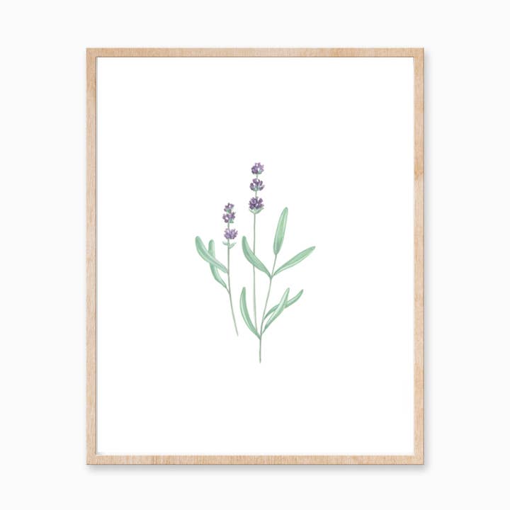 Lavender Art Print 8x10 for wholesale by Katelyn Morse Art