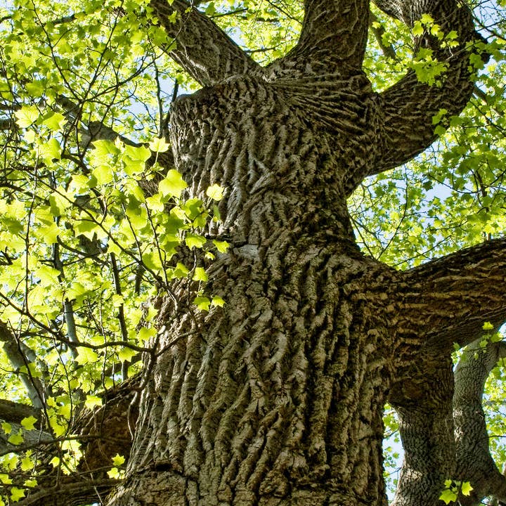 The Jonsteen Company - Wholesale Plant Seeds - Tulip Poplar | Seed Grow Kit