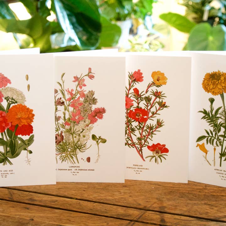 Seattle Seed Co. - Wholesale Everyday Greeting Card - Botanical Greeting Cards - Set of 4