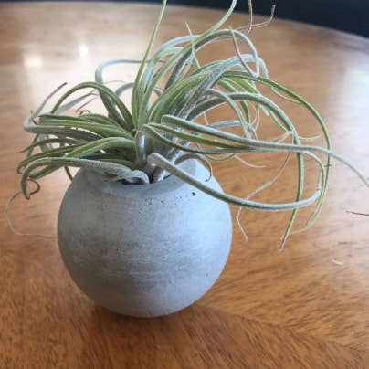 Sphere Air Planter for wholesale by Dieheart