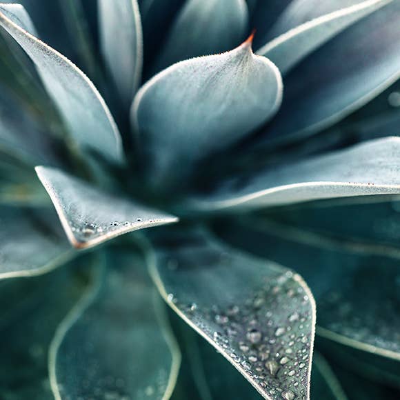 Agave Rain #1 Fine Art Photograph for wholesale by Alicia Bock Print Shop