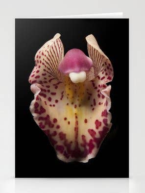 Orchid Botanisk blomsterlykønskningskort for engroshandel hos Talfoto Studio