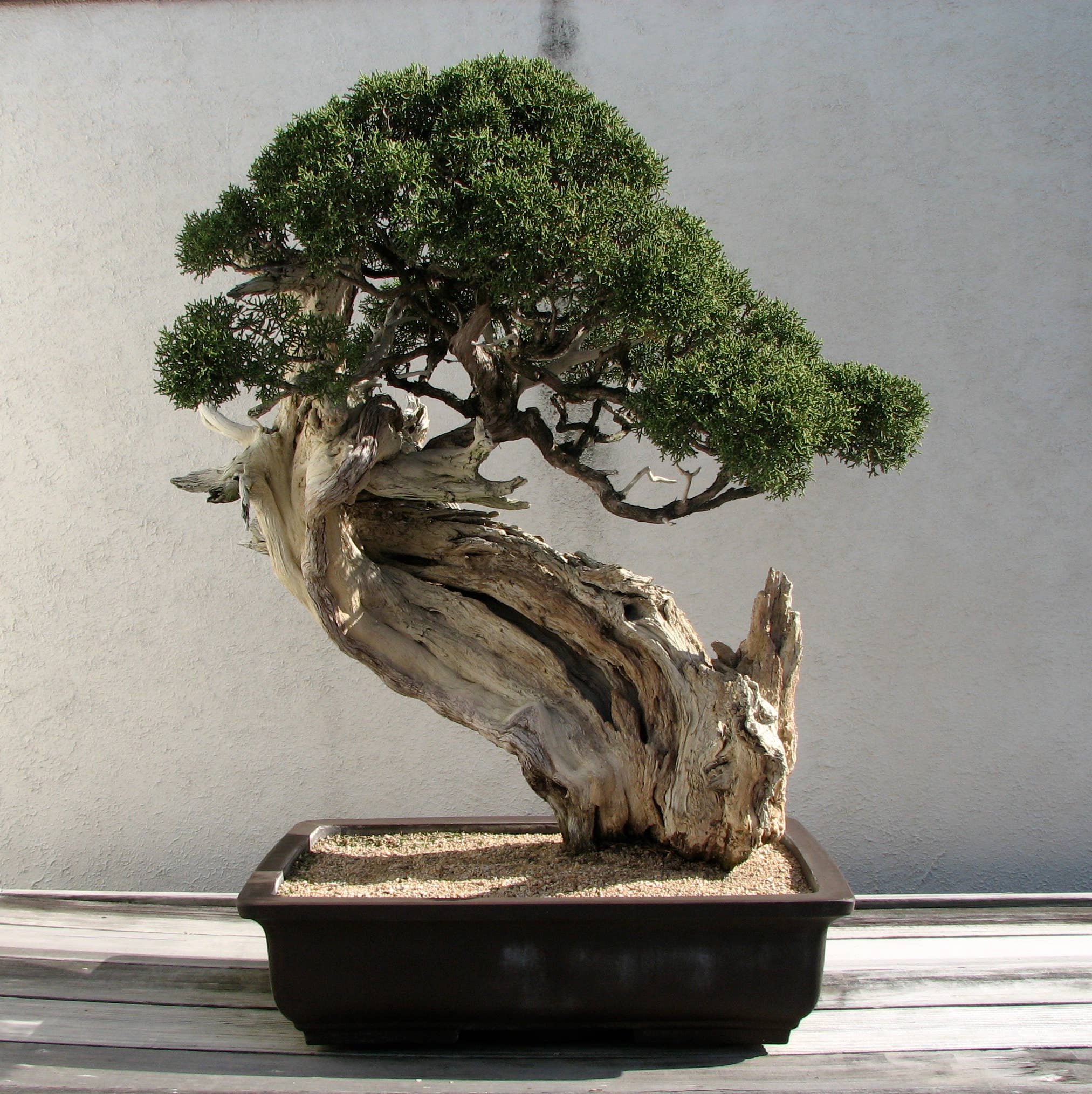 The Jonsteen Company - Wholesale Plant Seeds - Bonsai Tree | Seed Grow Kit4