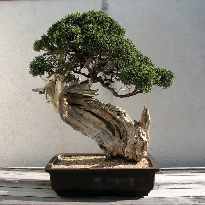 The Jonsteen Company - Vente Graines de plantes - Bonsaï Tree | Kit de culture de semences4