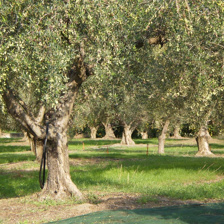 Laconiko - Wholesale Olive oil - Laconiko 500 ml Ultra Premium 100% Extra Virgin Olive Oil4