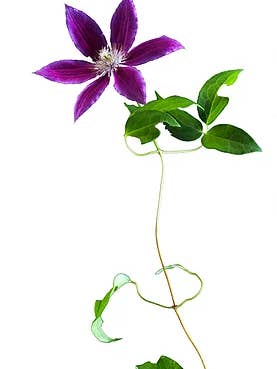 Clematis for wholesale by CF Flower Prints