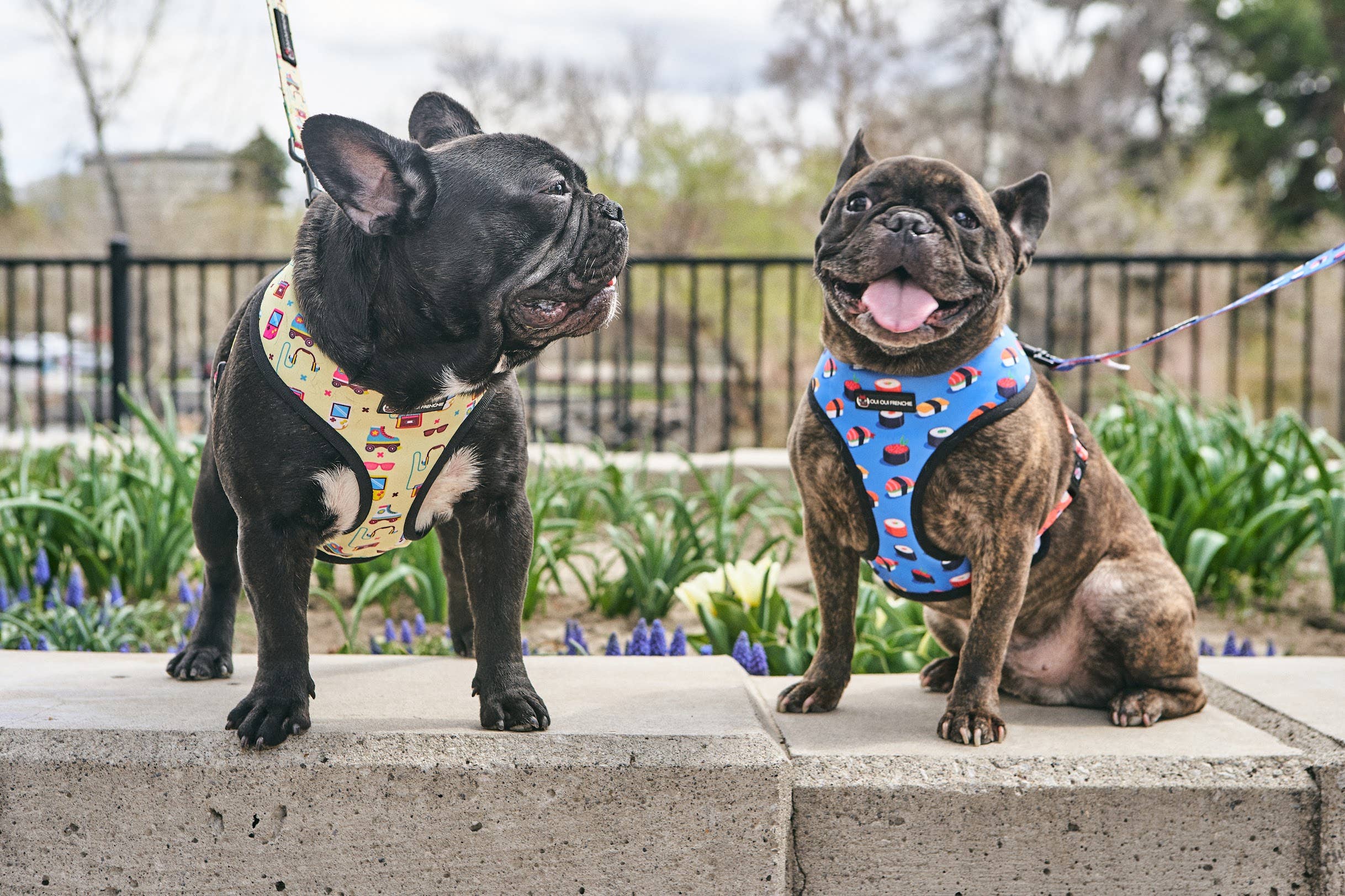 Frenchie Strap Harness - Bad to The Bone | Frenchie Bulldog | French Bulldog Accessories & Apparel