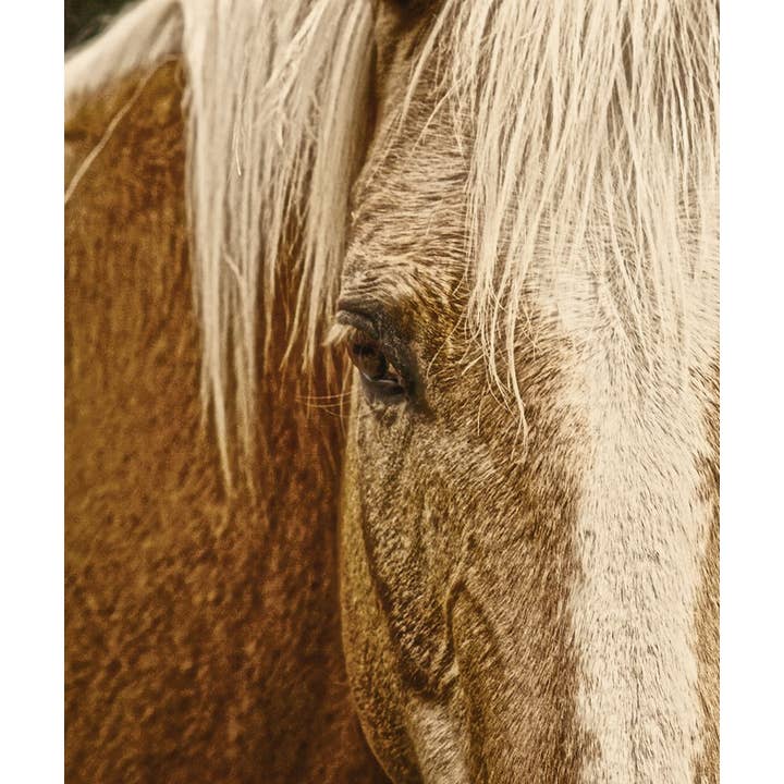 16 x 24 Wickenburg's Palomino Gold Canvas Print for wholesale by Amanda Smith Western Art, LLC