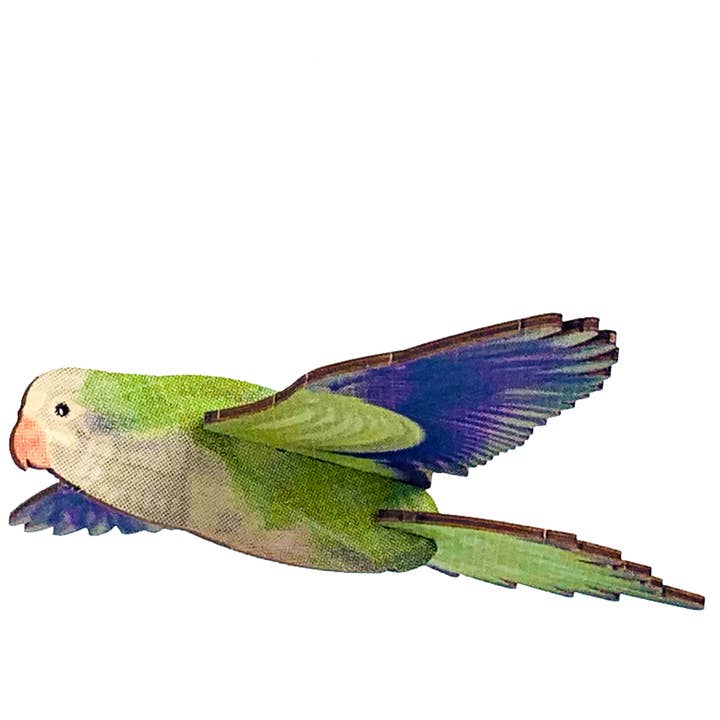 BIRDS : MONK PARAKEET for wholesale by JCR WORK