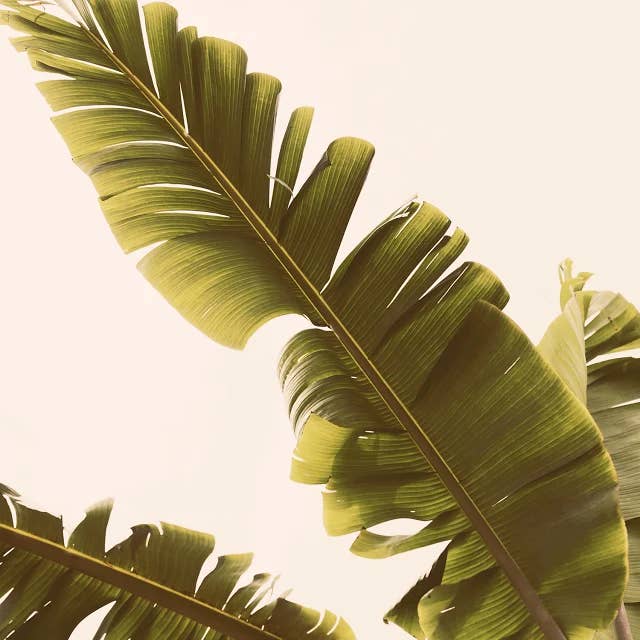 Heredity Fine Art Photograph for wholesale by Alicia Bock Print Shop