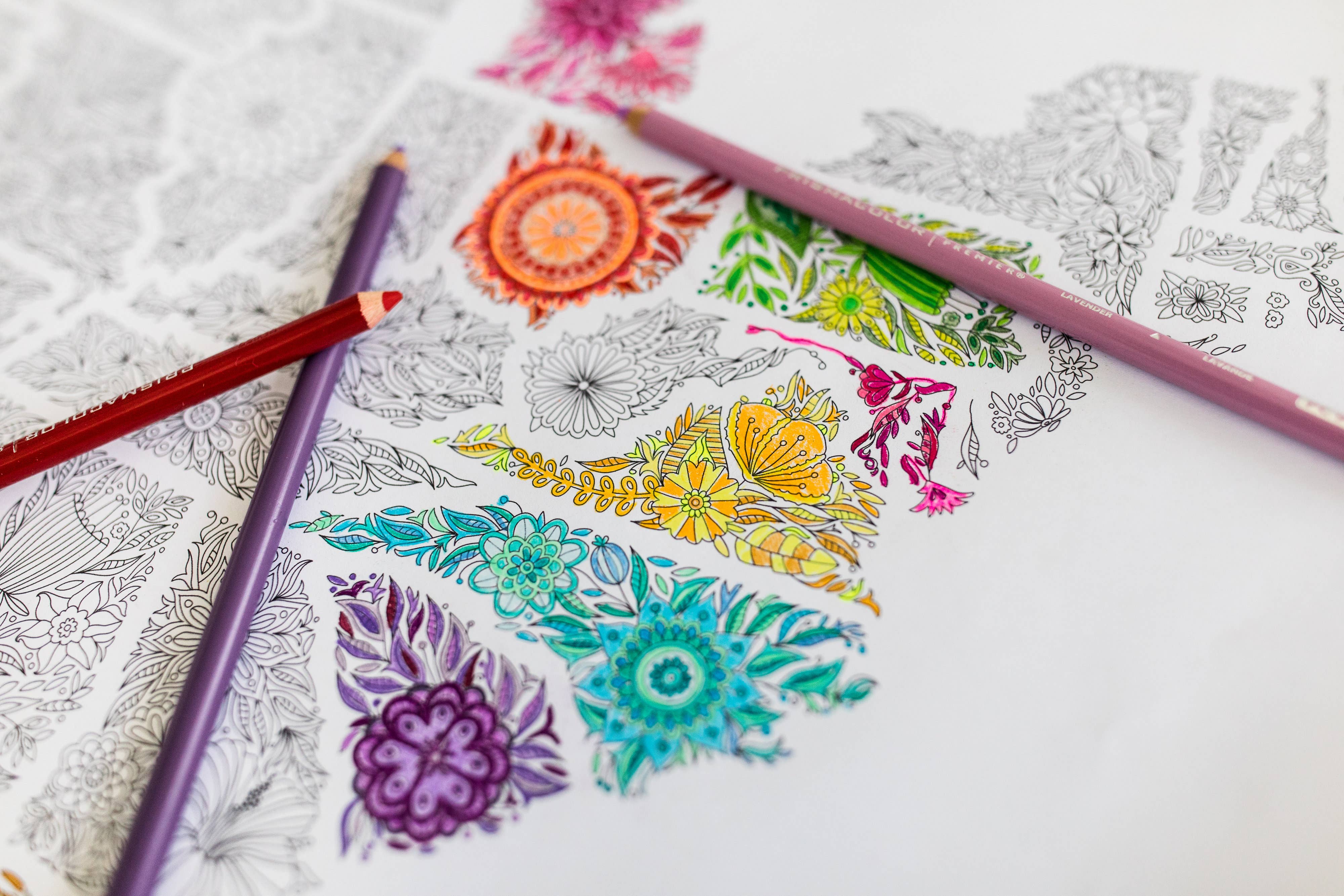 Anna Grunduls Design - Venta al por mayor Libro para colorear - Adultos - Flores Estados Unidos Mapa para colorear10