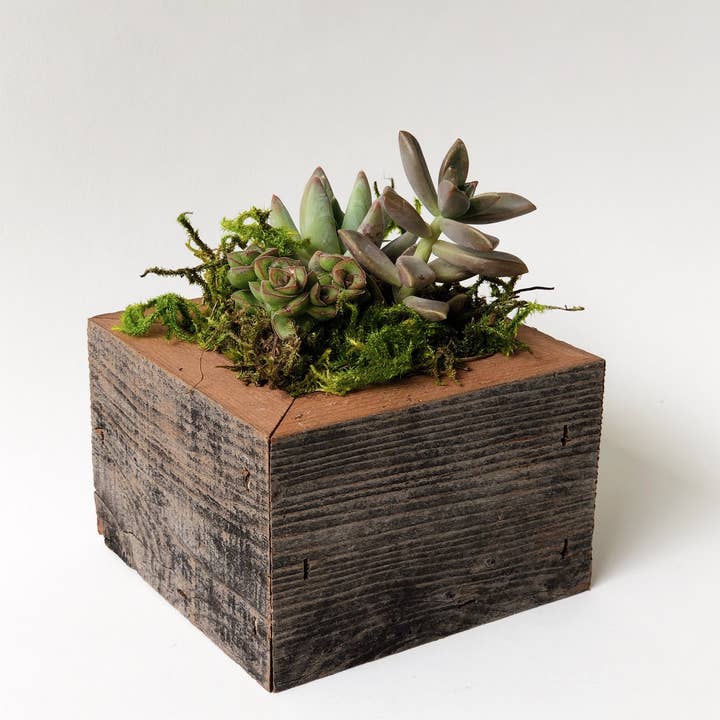 Alibi Interiors - Venta al por mayor Jardinera - Caja para macetero de madera reciclada de 5 x 5 cm