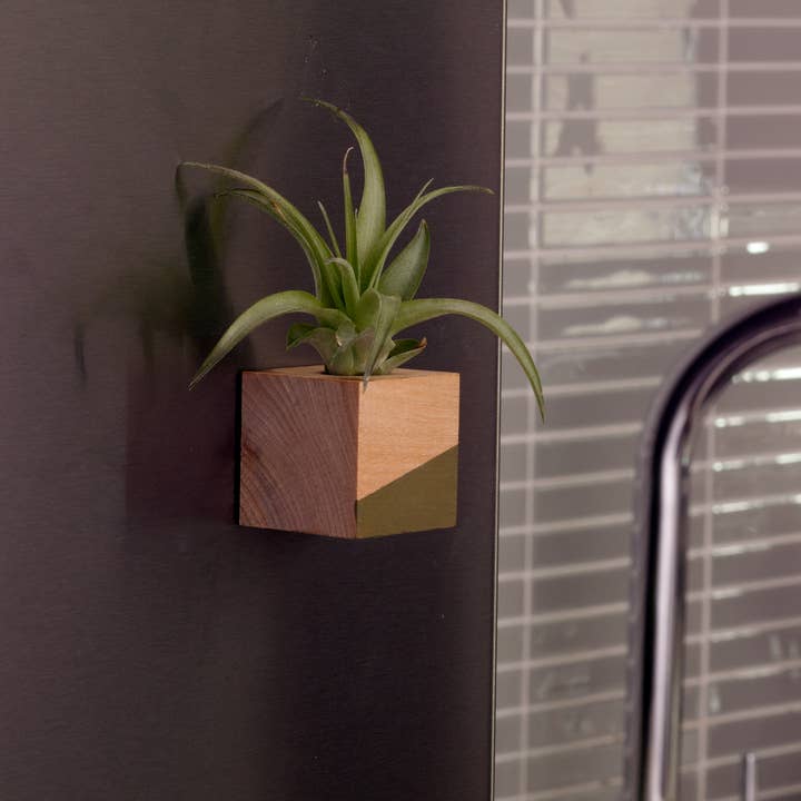 Savvie Studio - Wholesale Live Plant - Cube Air Plant Magnet - Olive