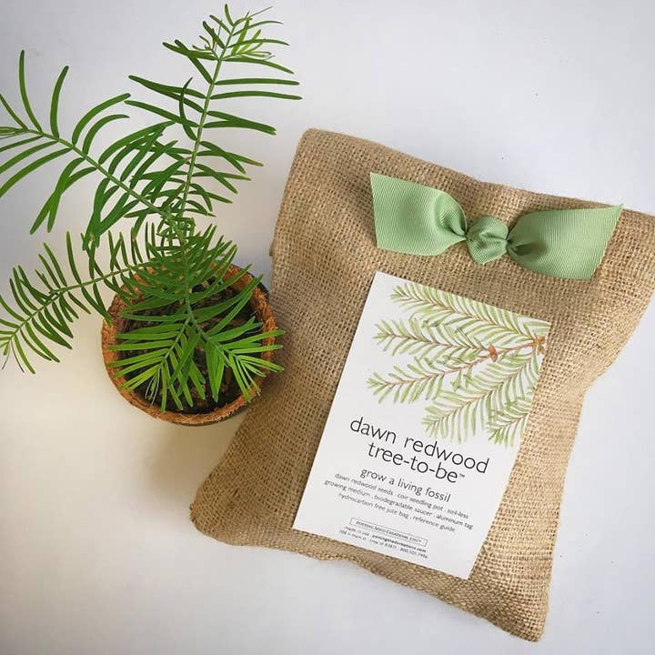 Potting Shed Creations, Ltd. - Wholesale Plant Seeds - Tree to Be | Dawn Redwood | Fall & Corporate Gift idea4