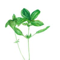 Rachel Alvarez Art - Wholesale Art Print - Botanical Herb Print - Basil Print2